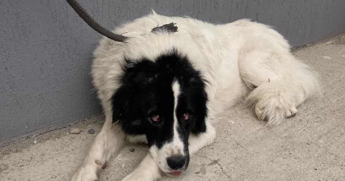 Lejár a kutyamenhelyi közbeszerzés határideje